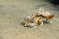 Fennec or Desert Fox, fennecus zerda, Mother with Cub Royalty Free Stock Photo