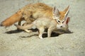 Fennec or Desert Fox, fennecus zerda, Mother with Cub, Submissive Posture