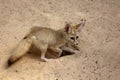 Fennec digging