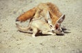 FENNEC fennecus zerda Royalty Free Stock Photo
