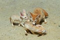 FENNEC fennecus zerda Royalty Free Stock Photo