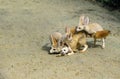 FENNEC fennecus zerda Royalty Free Stock Photo