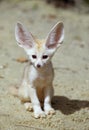 FENNEC fennecus zerda Royalty Free Stock Photo