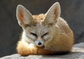 Fennec Fox Royalty Free Stock Photo