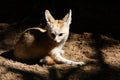 Fennec fox