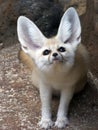 Fennec Fox