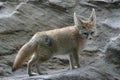 Fennec Fox 2