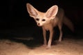 Fennec fox Royalty Free Stock Photo