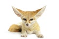 Fennec Fox