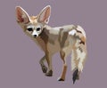 Fennec fox animal