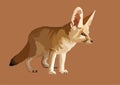 Fennec fox animal