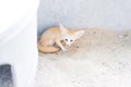 A fennec fox awares danger around. Royalty Free Stock Photo