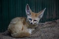 Fennec Fox