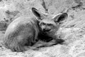 Fennec Fox