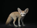 Fennec fox on a black. Wild animal in studio