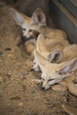 Fennec fox or Desert fox sleeping on the ground. Royalty Free Stock Photo