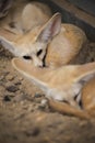 Fennec fox or Desert fox sleeping on the ground. Royalty Free Stock Photo