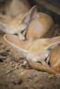 Fennec fox or Desert fox sleeping on the ground. Royalty Free Stock Photo