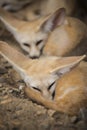 Fennec fox or Desert fox sleeping on the ground. Royalty Free Stock Photo