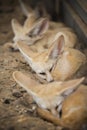 Fennec fox or Desert fox sleeping on the ground. Royalty Free Stock Photo