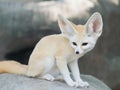 Fennec fox, Desert fox, or Vulpes Zerda. Royalty Free Stock Photo