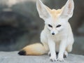 Fennec fox, Desert fox, or Vulpes Zerda. Royalty Free Stock Photo