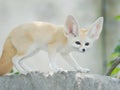 Fennec fox, Desert fox, or Vulpes Zerda. Royalty Free Stock Photo