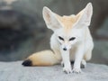 Fennec fox, Desert fox, or Vulpes Zerda. Royalty Free Stock Photo