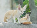 Fennec fox, Desert fox, or Vulpes Zerda. Royalty Free Stock Photo