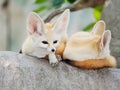 Fennec fox, Desert fox, or Vulpes Zerda. Royalty Free Stock Photo