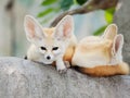 Fennec fox, Desert fox, or Vulpes Zerda. Royalty Free Stock Photo