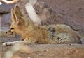 Fennec Fox, Phoenix Zoo, Arizona Center for Nature Conservation, Phoenix, Arizona, United States Royalty Free Stock Photo