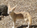 A Fennec Fox Royalty Free Stock Photo