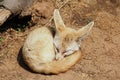 Fennec Fox