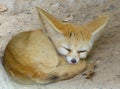 A Fennec Fox sleeping