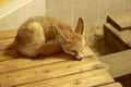 Fennec Fox sleeping Royalty Free Stock Photo