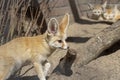 Fennec fox standing in front, and two Fennec foxes at the back. Royalty Free Stock Photo