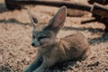 Fennec fox Vulpes zerda close up