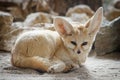 Fennec fox Vulpes zerda