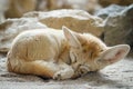 Fennec fox Vulpes zerda