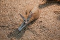 Fennec fox Vulpes zerda close up , top view