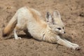 Fennec fox Vulpes zerda. Royalty Free Stock Photo