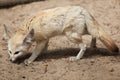 Fennec fox Vulpes zerda. Royalty Free Stock Photo