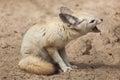 Fennec fox Vulpes zerda.