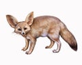 Fennec fox Vulpes zerda Royalty Free Stock Photo