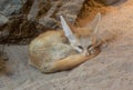 Fennec fox Vulpes zerda is resting but staying alert. Wilhelma, Struttgart