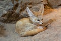 Fennec fox Vulpes zerda is resting but staying alert. Wilhelma, Struttgart