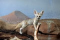 Fennec fox (Vulpes zerda). Royalty Free Stock Photo