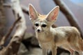 Fennec fox (Vulpes zerda). Royalty Free Stock Photo