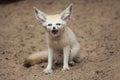 Fennec fox Vulpes zerda. Royalty Free Stock Photo